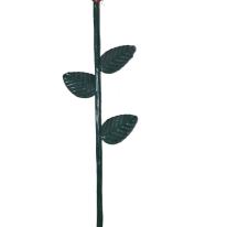 PS27-24 Rose