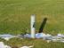 Rund trailerpullert – billede 3 Rund trailerpullert – billede 3